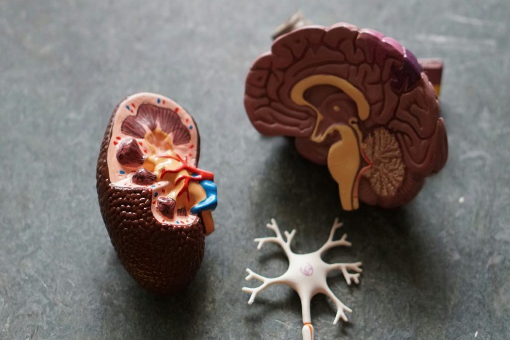 World Kidney Day 2024: किडनी के मरीजों को भूलकर भी नहीं खाना चाहिए ये 5 चीजें, वरना बढ़ जाएगी दिक्कत 3 Kidney 1