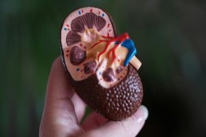 Ayurveda Tips for Kidney