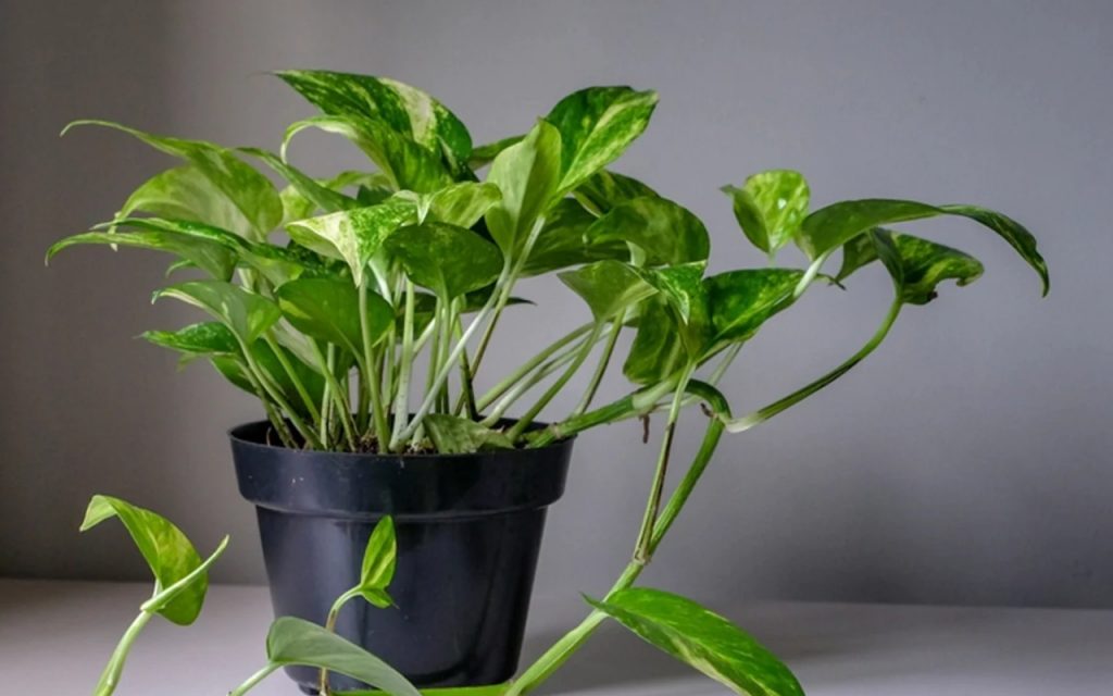 Money Plant: क्या आपके मनीप्लांट की पत्तियां पीली हो रही हैं, ये हो सकते है कारण 1 Vastu Tips For Money Plant