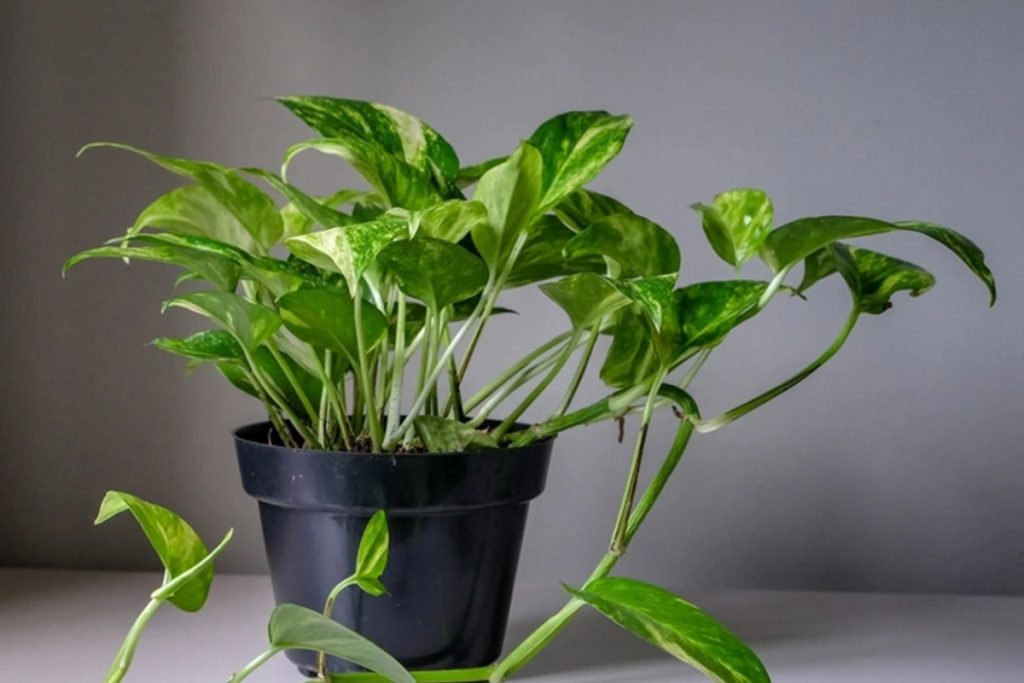 Money Plant