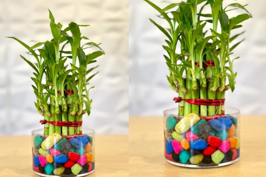 Vastu Tips: घर में अभी लगाएं ये 5 पौधे, होगी धन की बारिश 3 Money Plant3