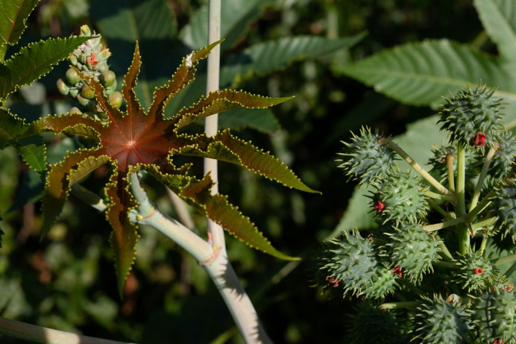 Ricinus Communis