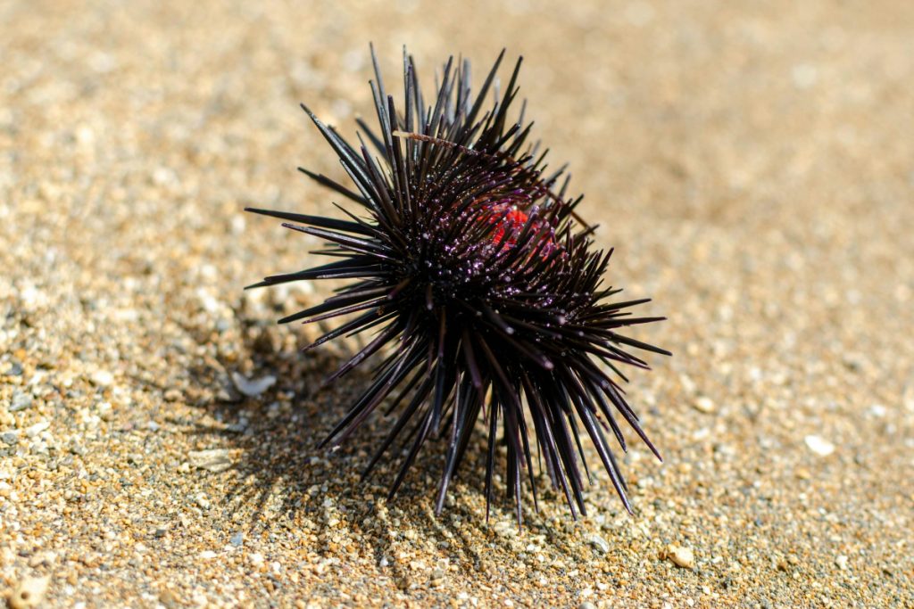 Bizarre: ऐसे समुद्री जीव जिन्हें लोग खाते हैं जिन्दा, जानिए 4 Sea Urchin