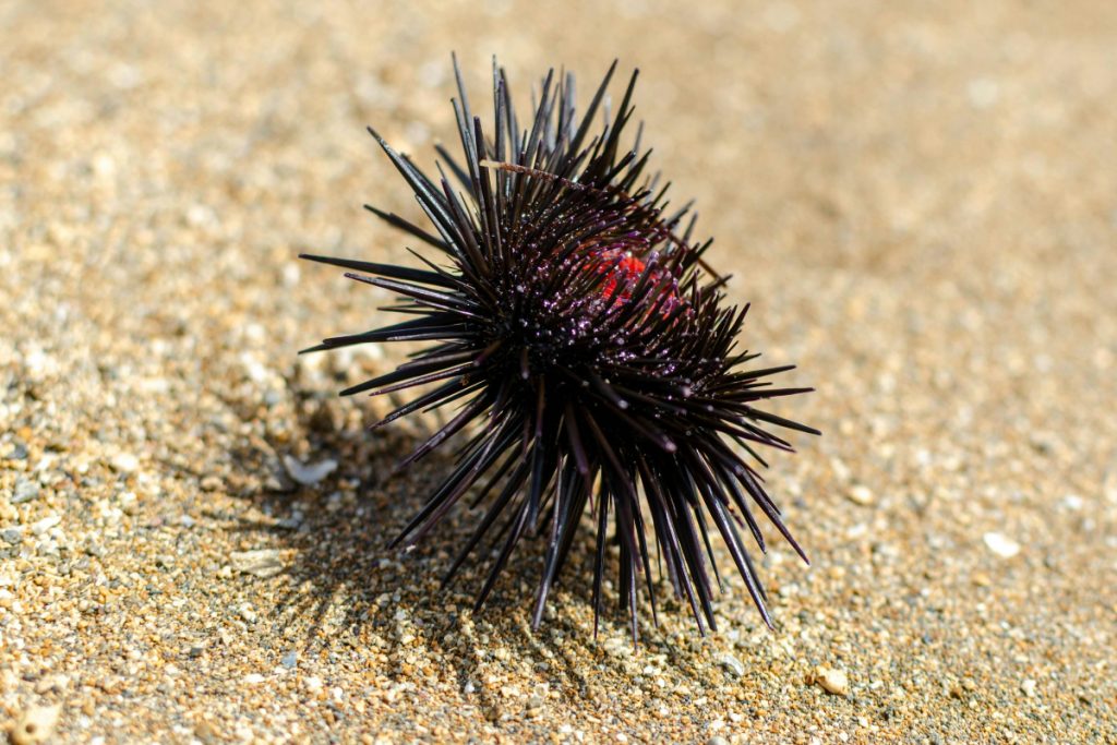 sea urchin