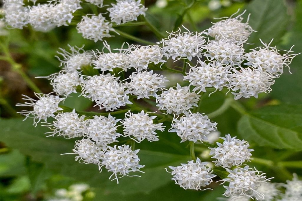 White Snakeroot