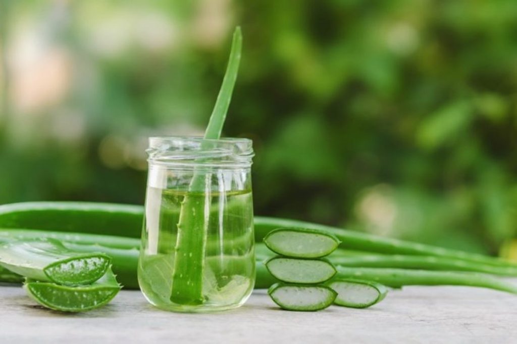 Health Tips: एलोवेरा का सेवन कर दूर करें ये गंभीर बीमारियां 1 Aloe Vera