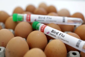 Bird Flu
