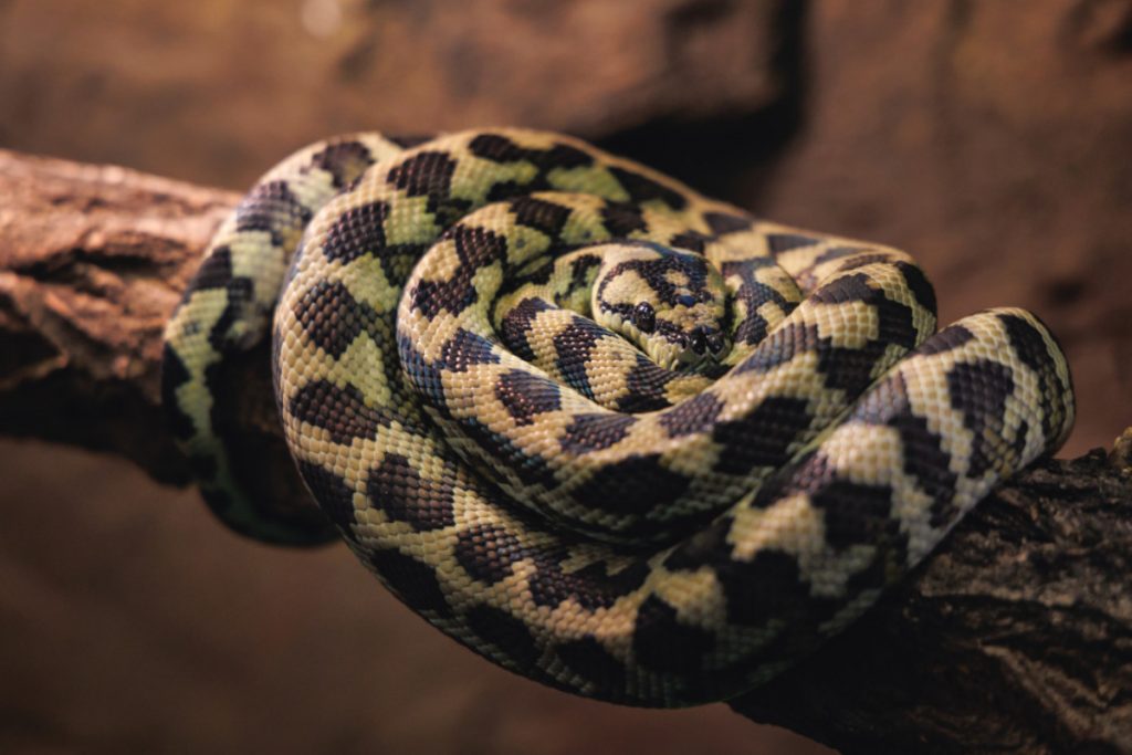सांप पाले भी जाते हैं! जानिए सबसे फेवरेट पालतू सांप के बारे में 2 Carpet Python 1