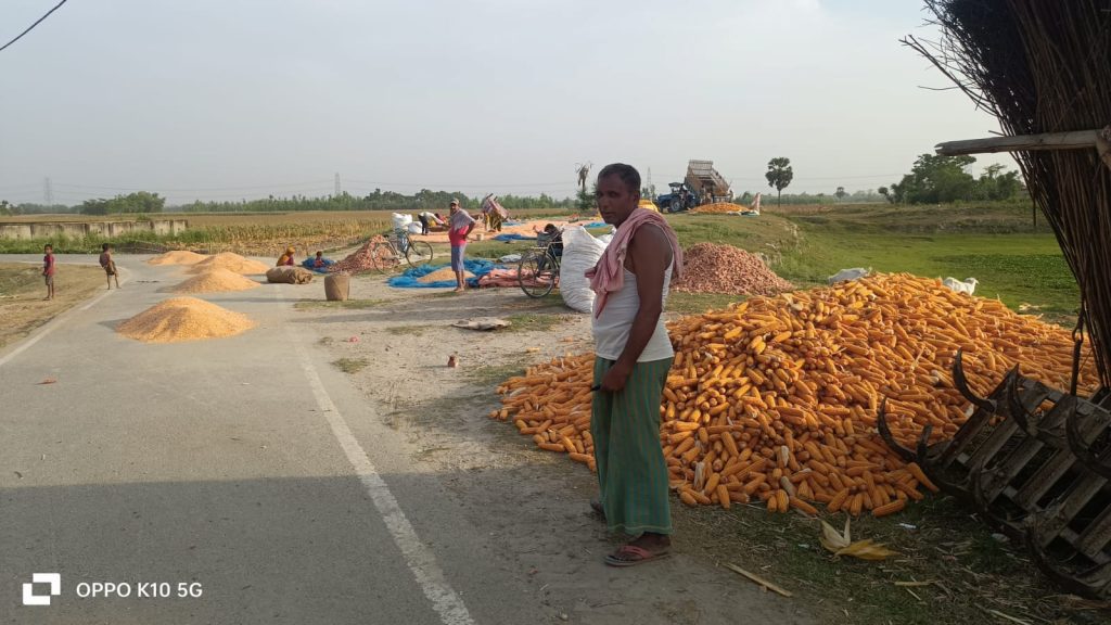 Madhepura में खेत उगल रहा पीला सोना, किसानों की नहीं चमक रही किस्मत 1 Makka
