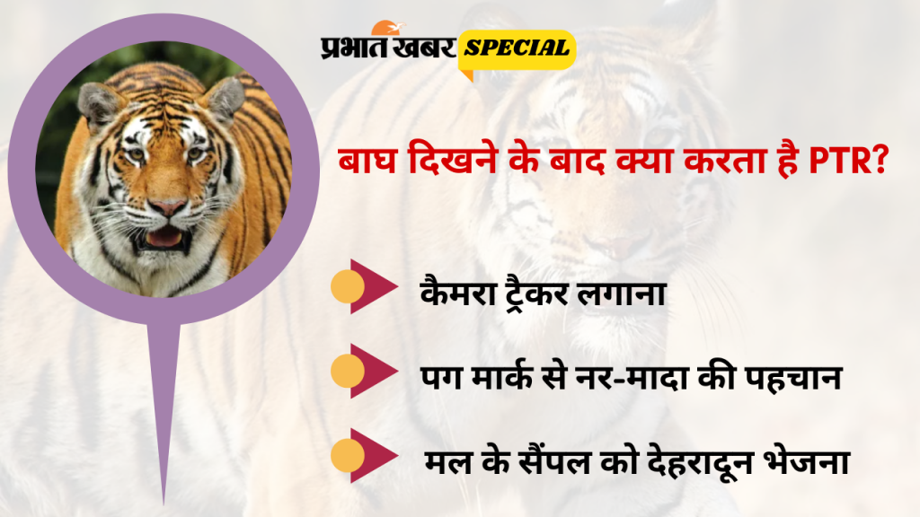 पर्यटकों को नहीं हो पाता है दीदार, केवल कैमरे में क्यों दिखते हैं पलामू टाइगर रिजर्व के बाघ? 3 Ptr