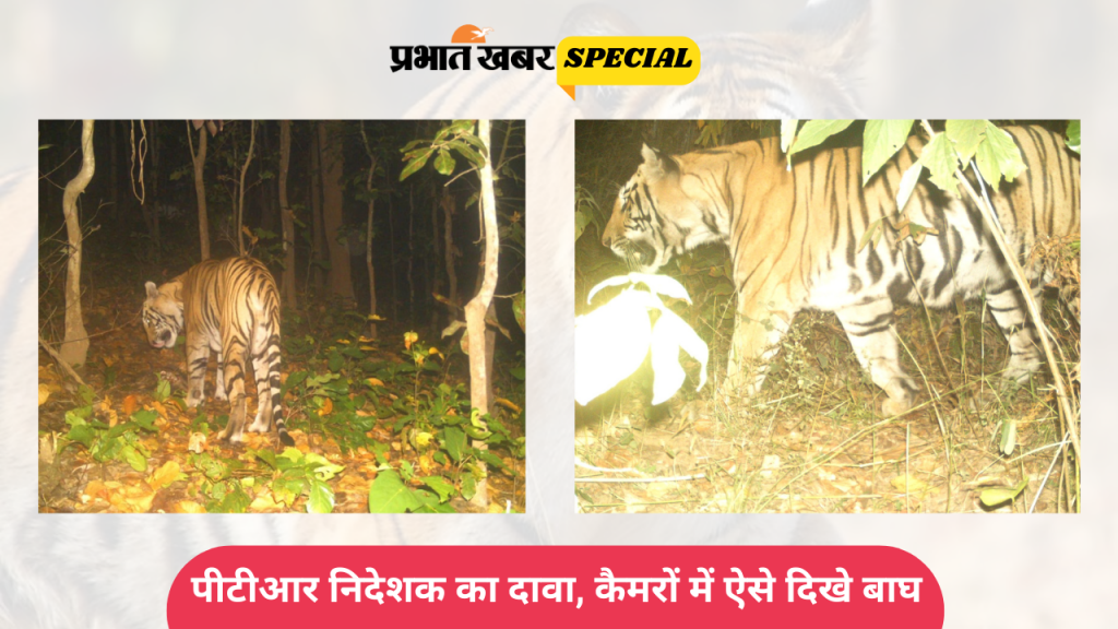 पर्यटकों को नहीं हो पाता है दीदार, केवल कैमरे में क्यों दिखते हैं पलामू टाइगर रिजर्व के बाघ? 1 Tiger In Ptr