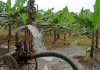 Katihar Banana Irrigation