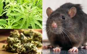 rats eating hemp marijuana in jharkhand