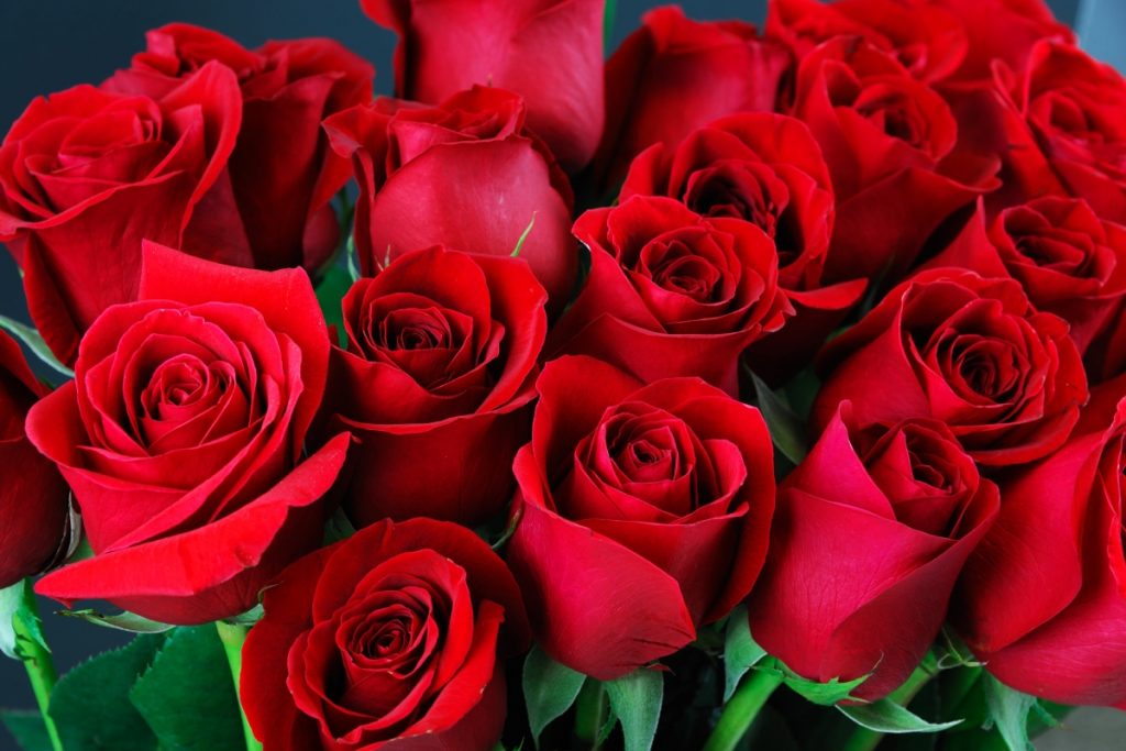 Winter Care For Rose: इस तरह से करें घर पर गुलाबों की देखभाल, नहीं बिखरेगी पंखुड़ियां 2 Winter Care For Rose: इस तरह से करें घर पर गुलाबों की देखभाल, नहीं बिखरेगी पंखुड़ियां