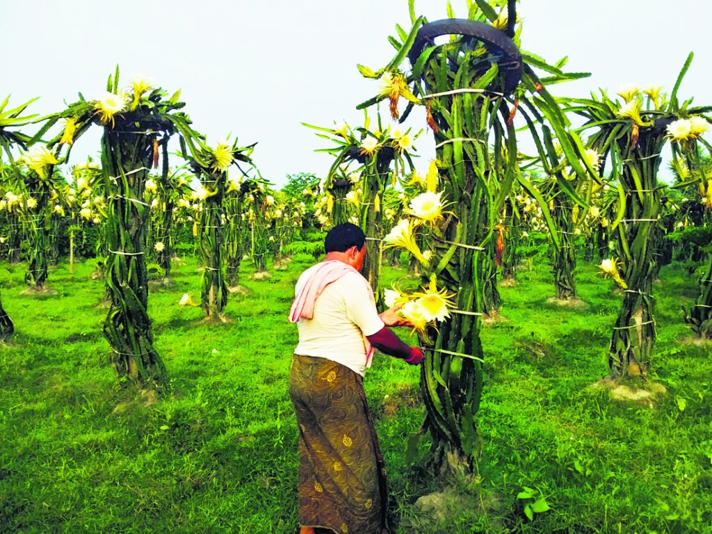 कम लागत, ज्यादा कमाई; ड्रैगनफ्रूट बदल रहा बिहार के किसानों की किस्मत, जानिए कैसे साबित हो रहा है फायदेमंद? 4 22Pur 2 22052024 70 C701Bha114449867