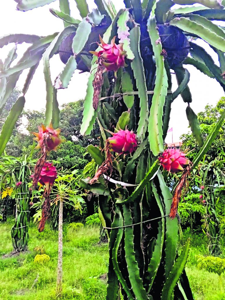 कम लागत, ज्यादा कमाई; ड्रैगनफ्रूट बदल रहा बिहार के किसानों की किस्मत, जानिए कैसे साबित हो रहा है फायदेमंद? 1 22Pur 3 22052024 70 C701Bha114449867 1