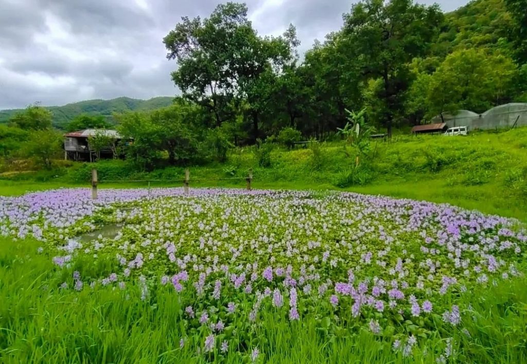 Travel: मिजोरम के झरने मोह लेंगे आपका मन, चंफाई को क्यों कहा जाता है मिजोरम का फ्रूट बाउल 1 Champhai 1