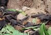 Bats Dead In Bagodar Giridih Jharkhand