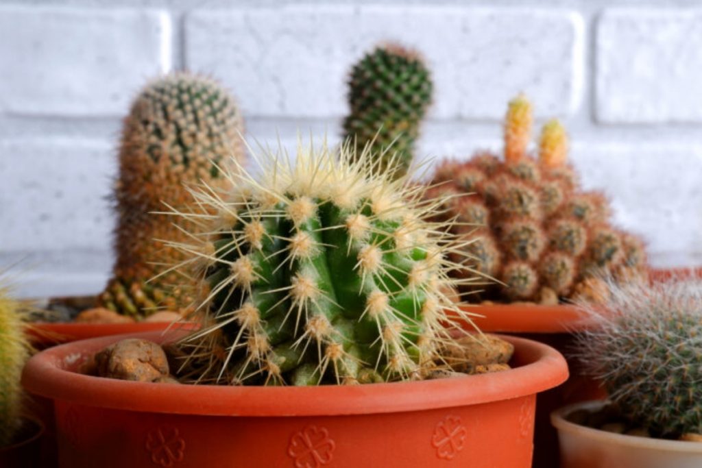 Vastu Tips: घर पर भूलकर भी न रखें ये 5 चीजें, होगा भारी नुक्सान 1 Cactus Plant