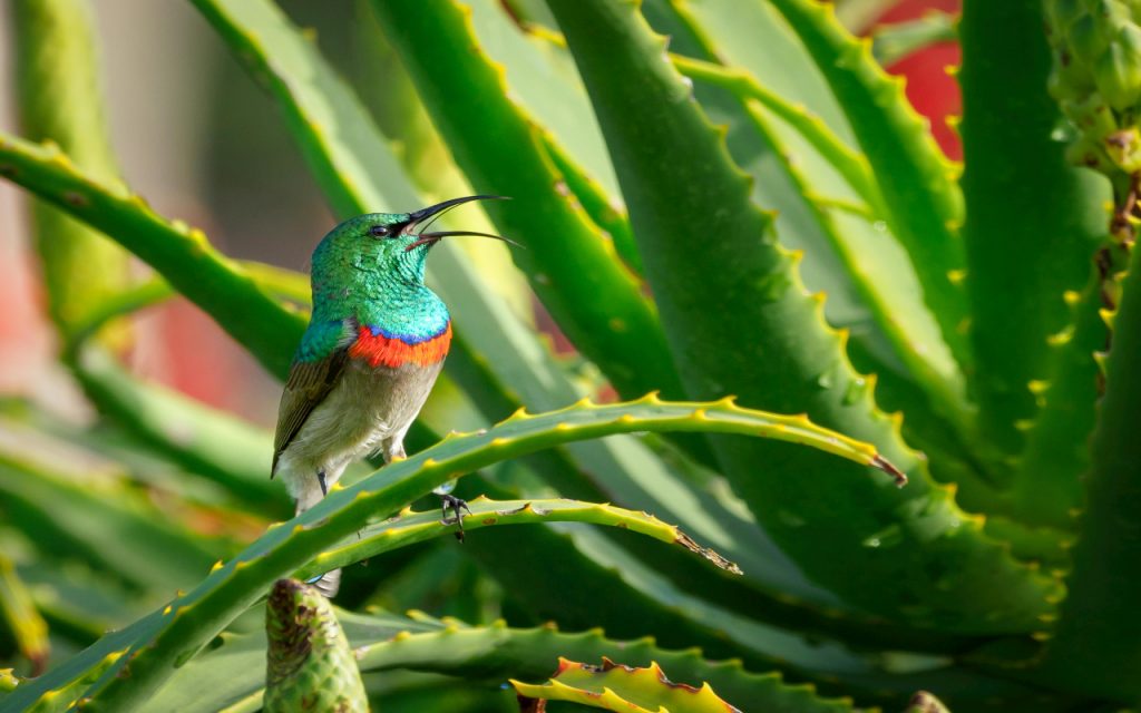 Home Decor: घर को रखना चाहते है स्वस्थ और ताजा? ये पौधे कर सकते हैं मदद 2 Aloe Vera