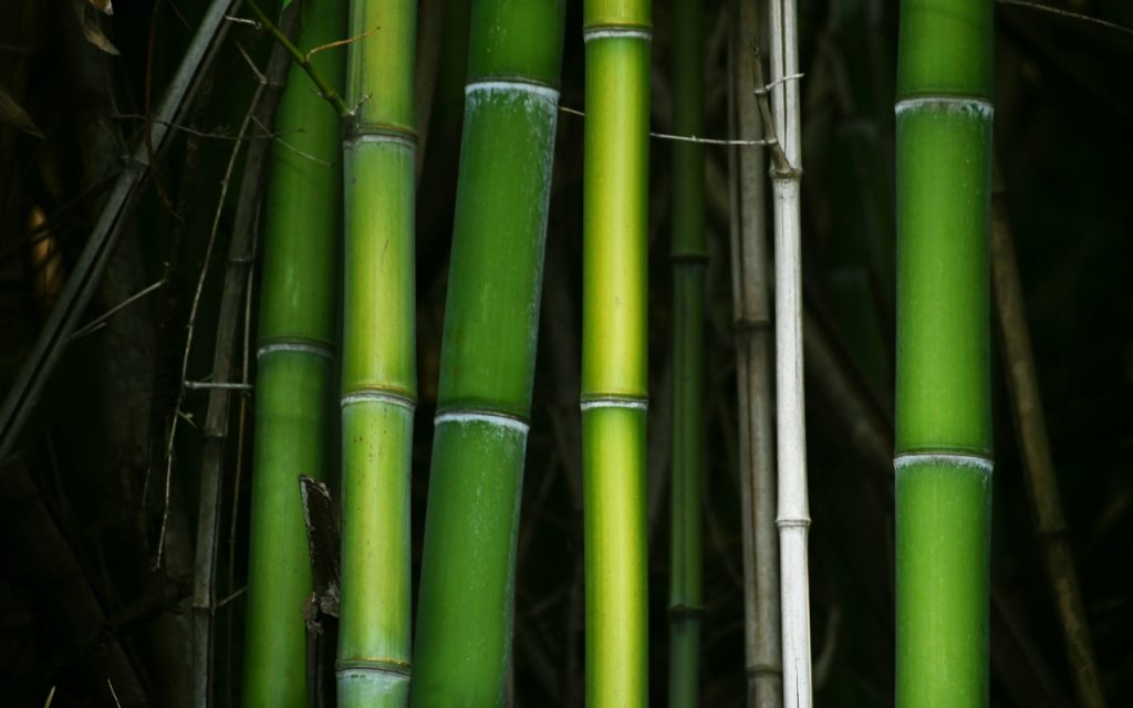 Home Decor: घर को रखना चाहते है स्वस्थ और ताजा? ये पौधे कर सकते हैं मदद 6 Bamboo Plant 2