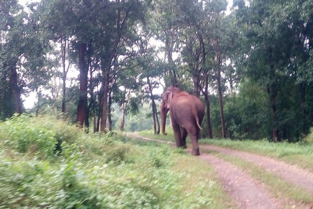 झारखंड के प्रसिद्ध बेतला नेशनल पार्क में पर्यटकों की एंट्री बंद, बढ़ाई गई सुरक्षा व्यवस्था 1 Betla National Park Closed For Monsoon Season Palamu News Jharkhand 1