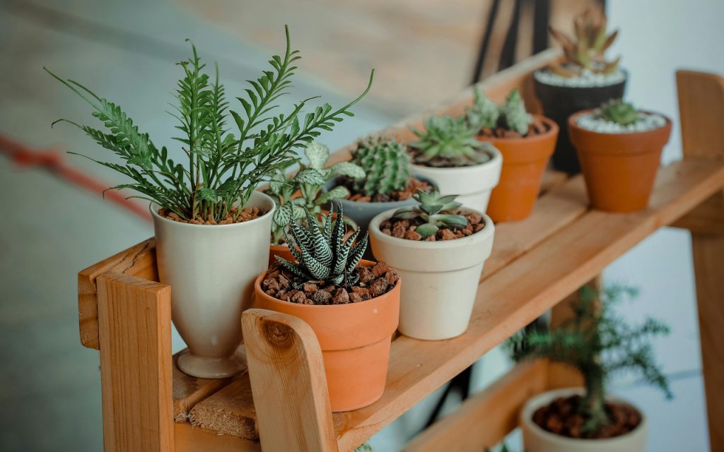Home Decor: घर को रखना चाहते है स्वस्थ और ताजा? ये पौधे कर सकते हैं मदद 1 Home Decor