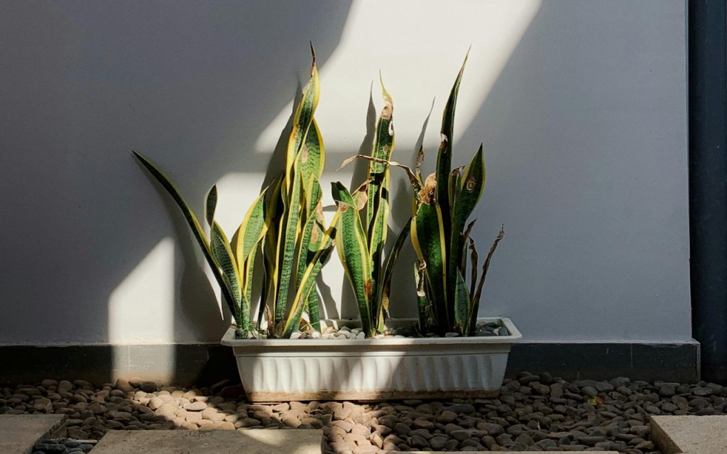 4 Easy Grow Plants In Water And Soil: मिट्टी और पानी दोनों में आसानी से ग्रो हो जाते है ये पौधे- मनी प्लांट, स्नेक प्लांट, सिंगोनियम और लकी बैंबू 2 Snake Plant