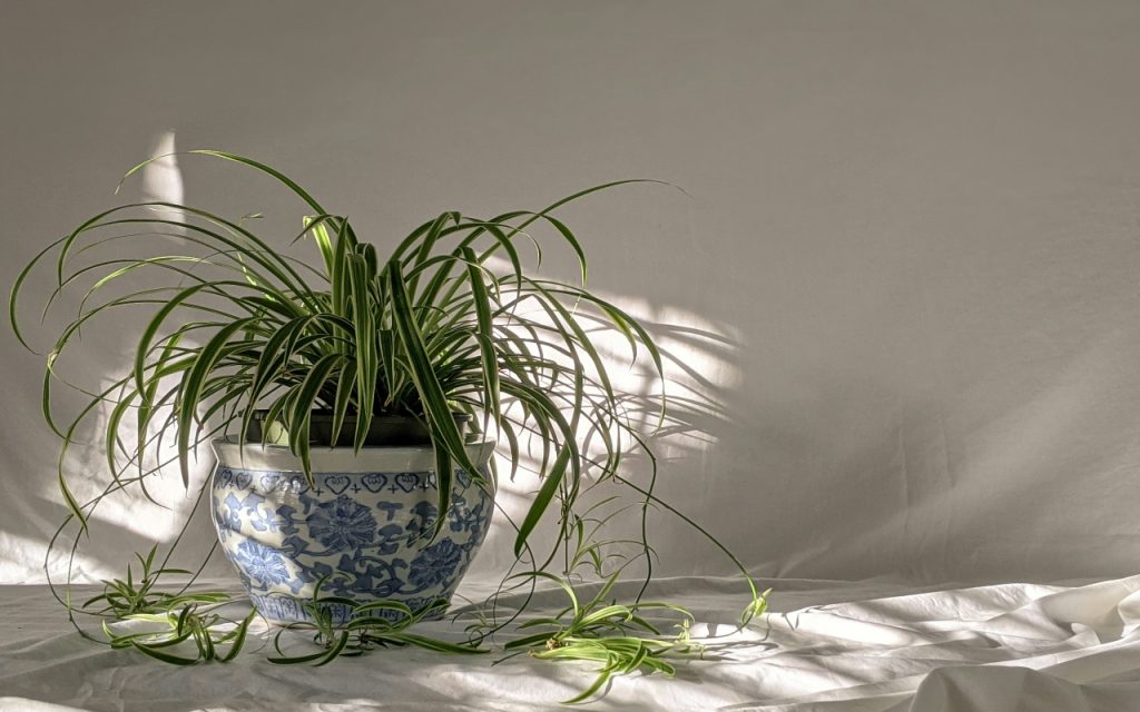 Home Decor: घर को रखना चाहते है स्वस्थ और ताजा? ये पौधे कर सकते हैं मदद 5 Spider Plant