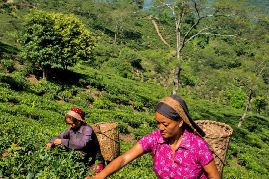 West Bengal Tourist Destinations: सिलीगुड़ी में घूमने लायक 15 जगहें और करने लायक चीजें 9 Darjeeling 2 1