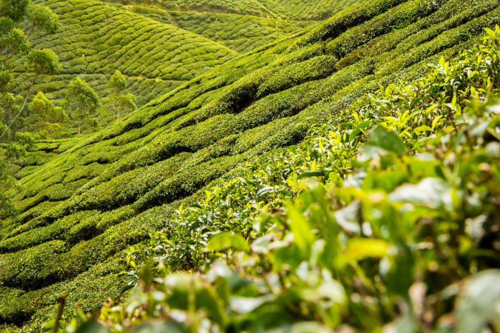 West Bengal Tourism: डुआर्स में प्रकृति के साथ जुड़ने मिलेगा मौका 5 Darjeeling 2