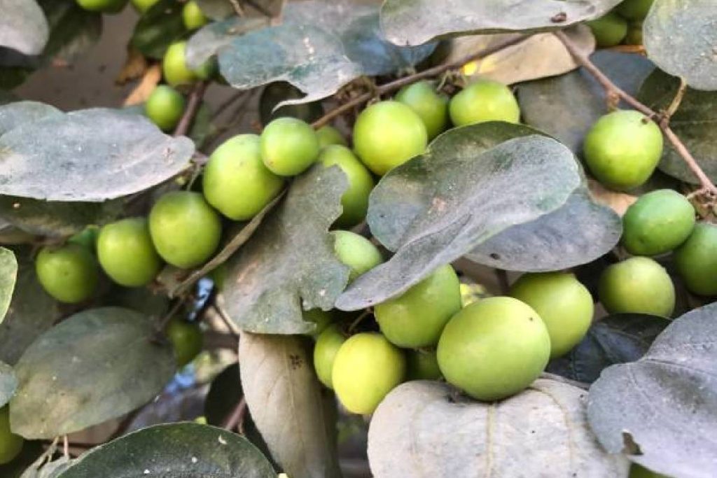 Bad Luck Tree For Home: घर पर नहीं आनी चाहिए इन पेड़ों की छाया, अंधकार से भर जाता है जीवन 1 New Project 2024 07 26T104322.646