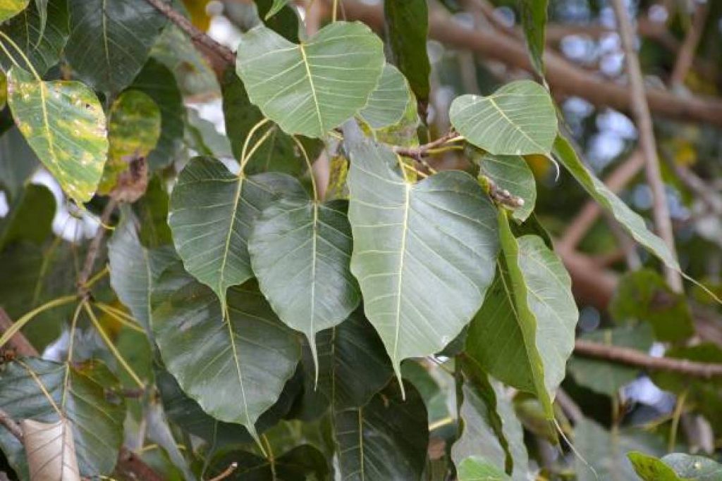 Bad Luck Tree For Home: घर पर नहीं आनी चाहिए इन पेड़ों की छाया, अंधकार से भर जाता है जीवन 2 New Project 2024 07 26T104421.805