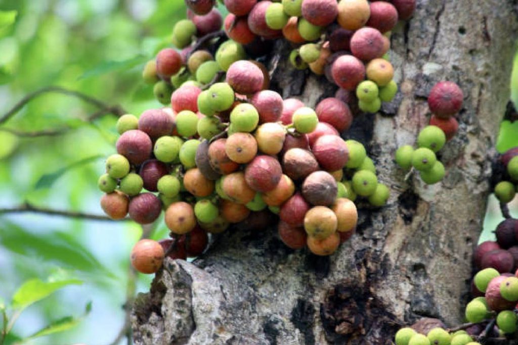 Bad Luck Tree For Home: घर पर नहीं आनी चाहिए इन पेड़ों की छाया, अंधकार से भर जाता है जीवन 3 New Project 2024 07 26T104531.117
