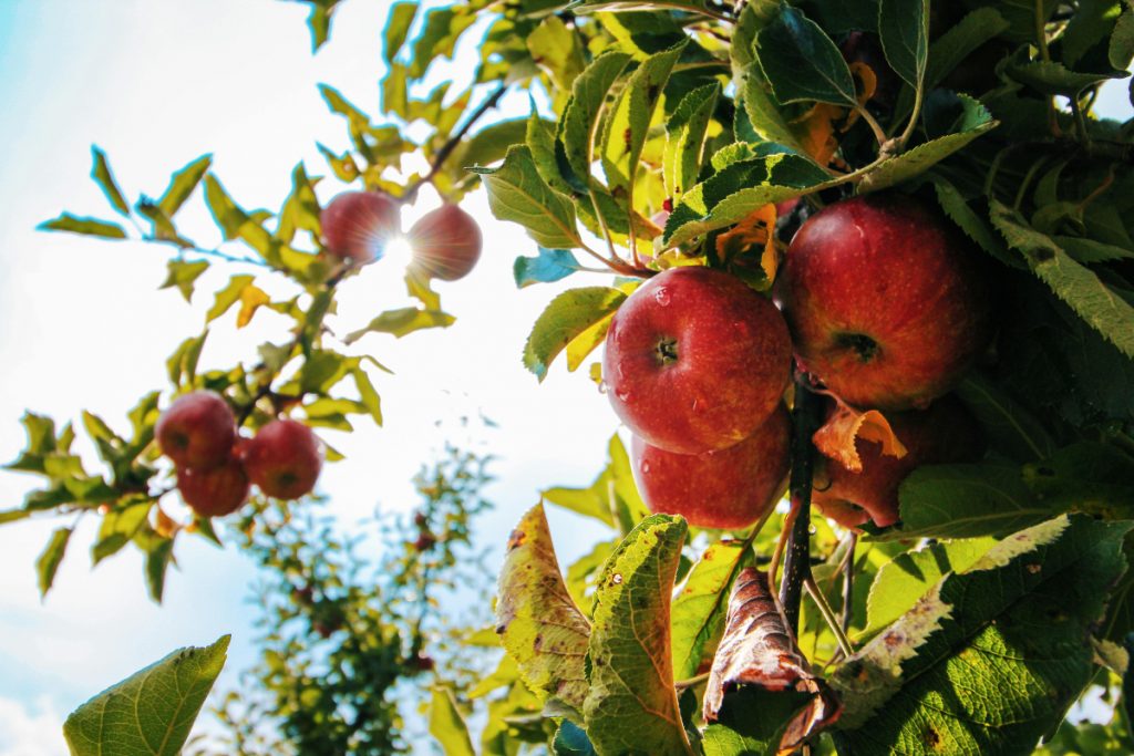 Personality Trait: आपका पसंदीदा फल खोलेगा आपके पर्सनालिटी का राज 2 Apple