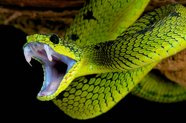Snake Bite Remedies: सांप के काटने पर क्या करें और क्या न करें, यहां है पूरी जानकारी 1 Istockphoto 499519605 612X612 1