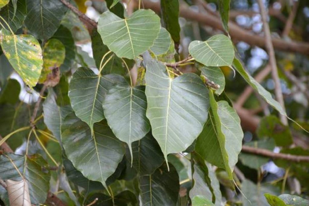 संतान प्राप्ति के लिए करें ये छोटा सा उपाय, जल्द ही घर में गूंजेगी किलकारी 2 Pipal Tree
