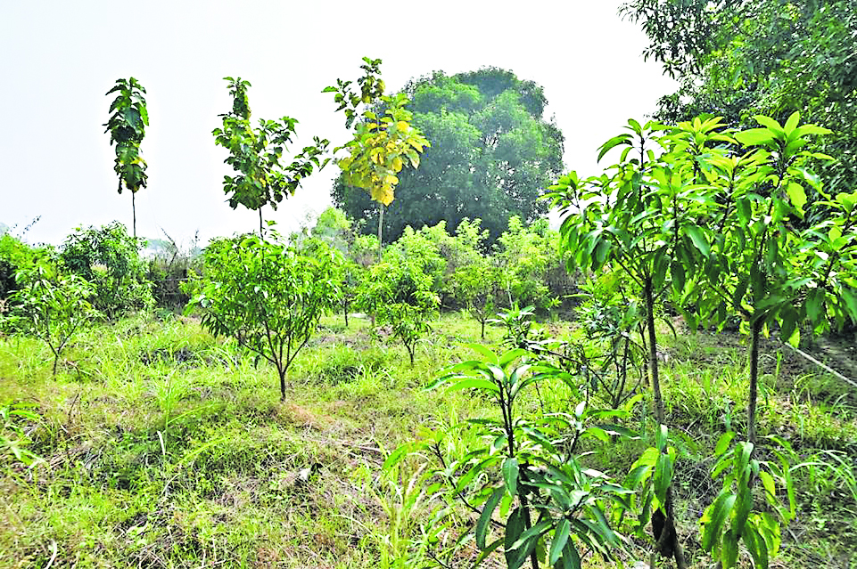 ओडिशा में किसानों के लिए वरदान बनी खेत तालाब योजना, भू-जल स्तर नियंत्रित करने और मिट्टी संरक्षण में मददगार 1 14Rou 5 14082024 47 C471Jsr101951318