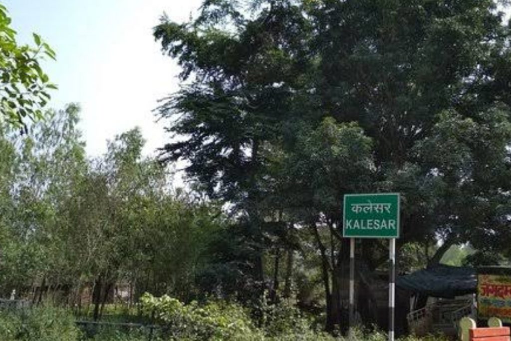 India Tourism: हरियाणा के इस शहर में है घूमने के लिए आकर्षक जगहें 1 Kalesar National Park