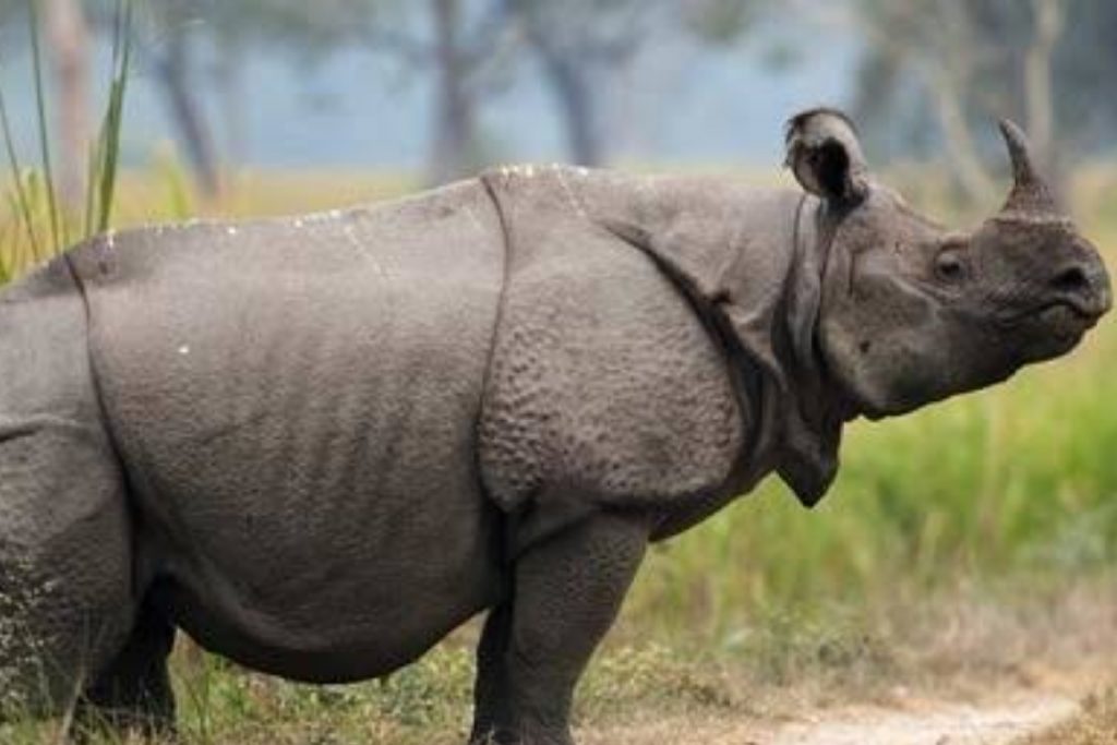 Must Visit National Parks: मॉनसून में बेहद आकर्षक दिखता है इन राष्ट्रीय उद्यानों का नजारा 3 Kaziranga National Park, Assam