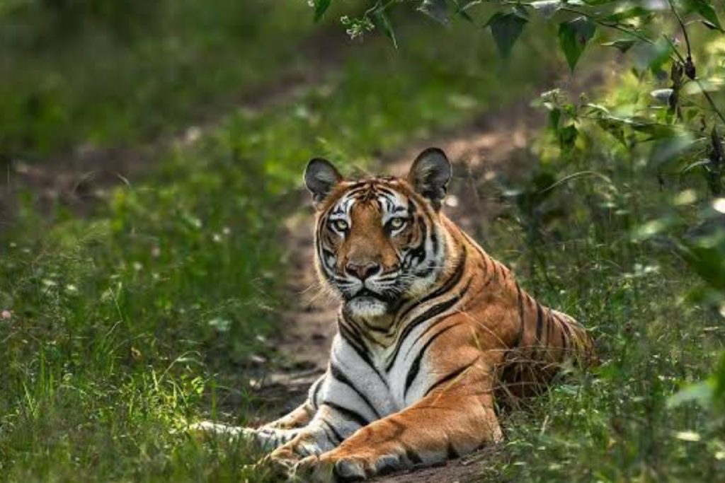 Must Visit National Parks: मॉनसून में बेहद आकर्षक दिखता है इन राष्ट्रीय उद्यानों का नजारा 2 Nagarhole National Park, Karnataka