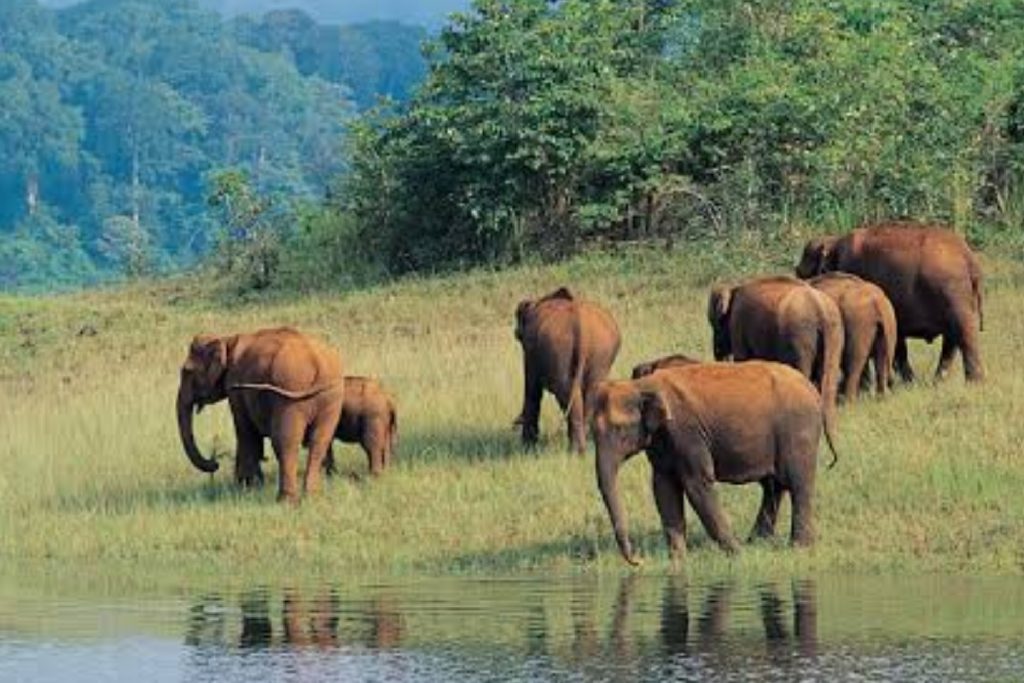 Must Visit National Parks: मॉनसून में बेहद आकर्षक दिखता है इन राष्ट्रीय उद्यानों का नजारा 1 Periyar National Park, Kerala