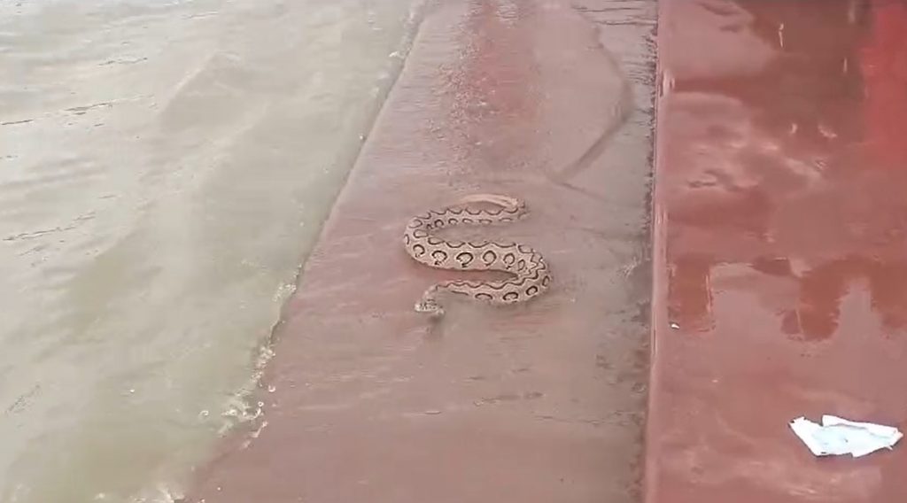 Video: भागलपुर में गंगा घाट पर दिखा रसेल वाइपर का जोड़ा, खतरनाक सांप को रेंगते देख भागे लोग 1 Screenshot 2024 08 25 100602 1