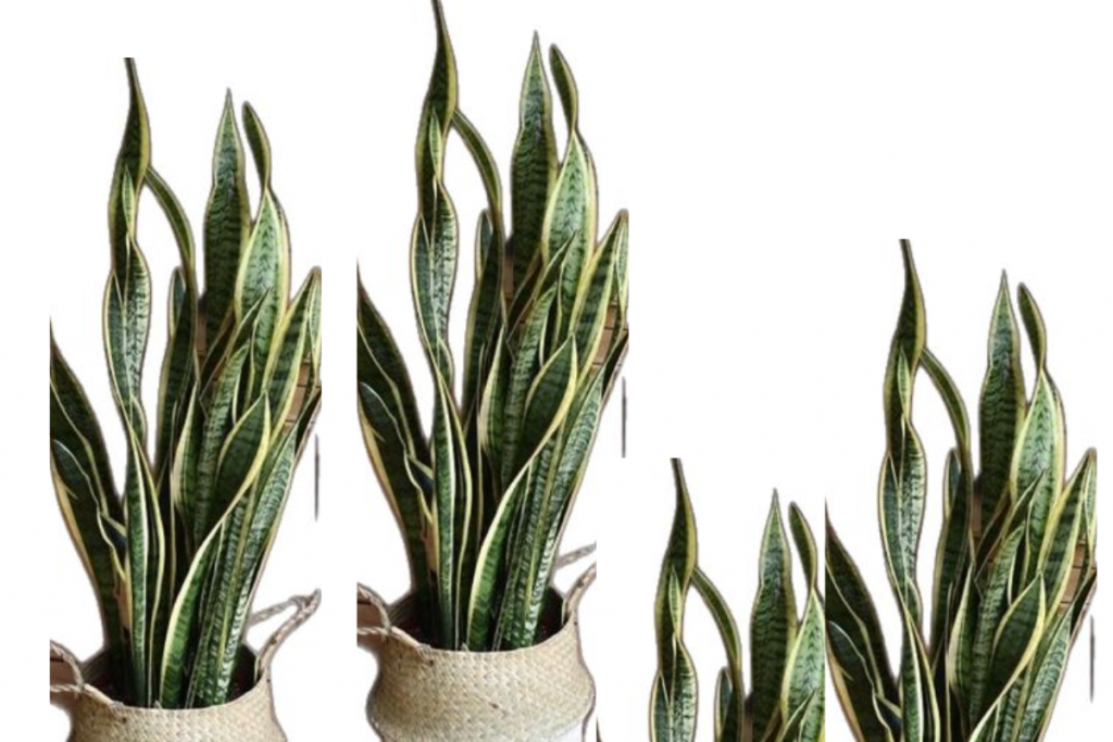 Vastu Tips : घर में लगाएं इन लकी पौधों को, चमक जाएगी आपकी किस्मत 5 Snake Plant
