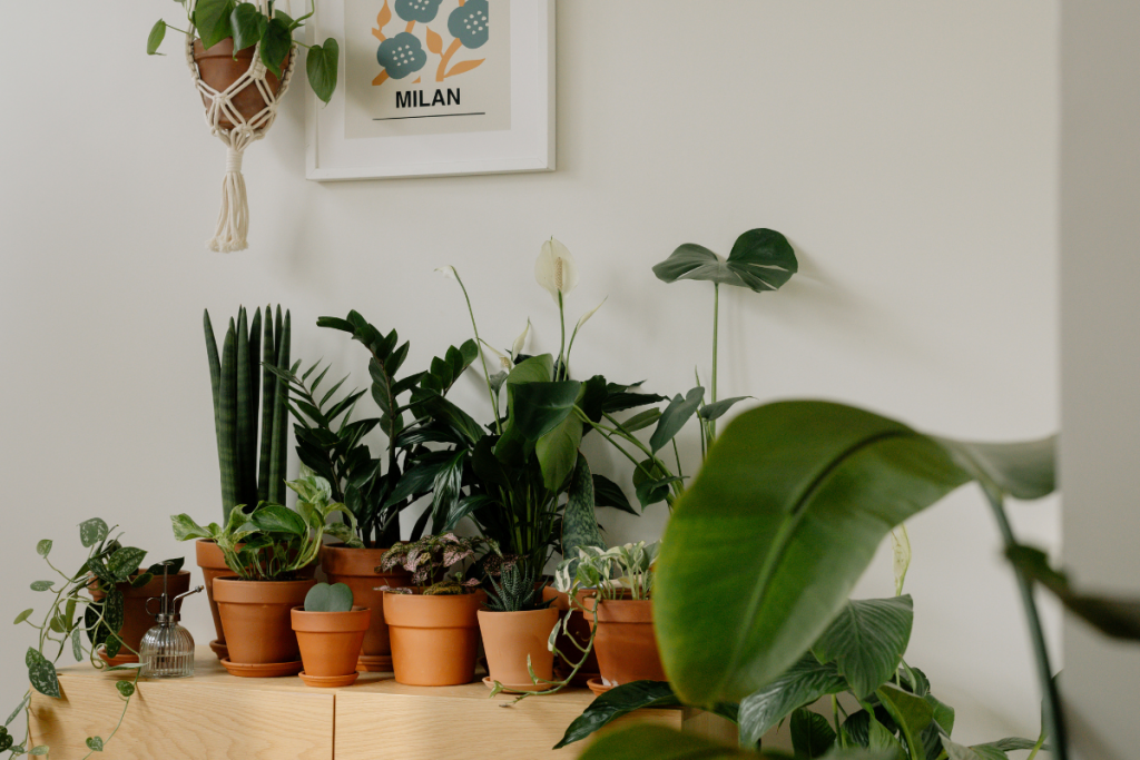 Monsoon Tips For Garden:मानसून में पौधों की ऐसे करे देखभाल, पौधे रहेंगे स्वस्थ 1 Tips To Care Plant In Monsoon