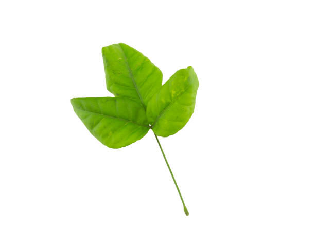 Bel Patra Tree Benefits: बेल पत्र का पेड़ लगाने के 5 फायदे, ये बातें जानकर चौंक जाएंगे आप 1 Istockphoto 1391621064 612X612 1