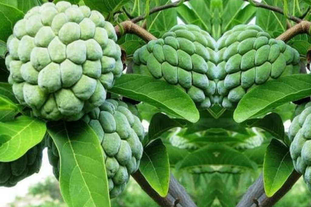 Custard Apple For Fast: व्रत में खाया जाता है यें पौष्टिक फल सीताफल, उबालकर भूंनकर कैसे भी खाया जा सकता है. 2 Custard Apple 1