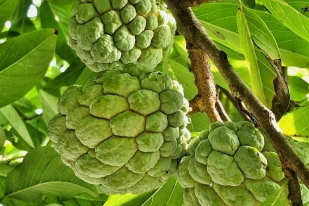 Custard Apple For Fast: व्रत में खाया जाता है यें पौष्टिक फल सीताफल, उबालकर भूंनकर कैसे भी खाया जा सकता है. 1 Custard Apple