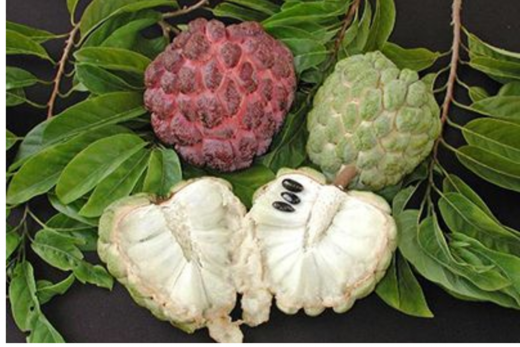 Custard Apple Kulfi And Ice-Cream Recipe - सीताफल से बनाएं कुल्फी, जानें आसान रेसिपी 3 Custard Apple 2