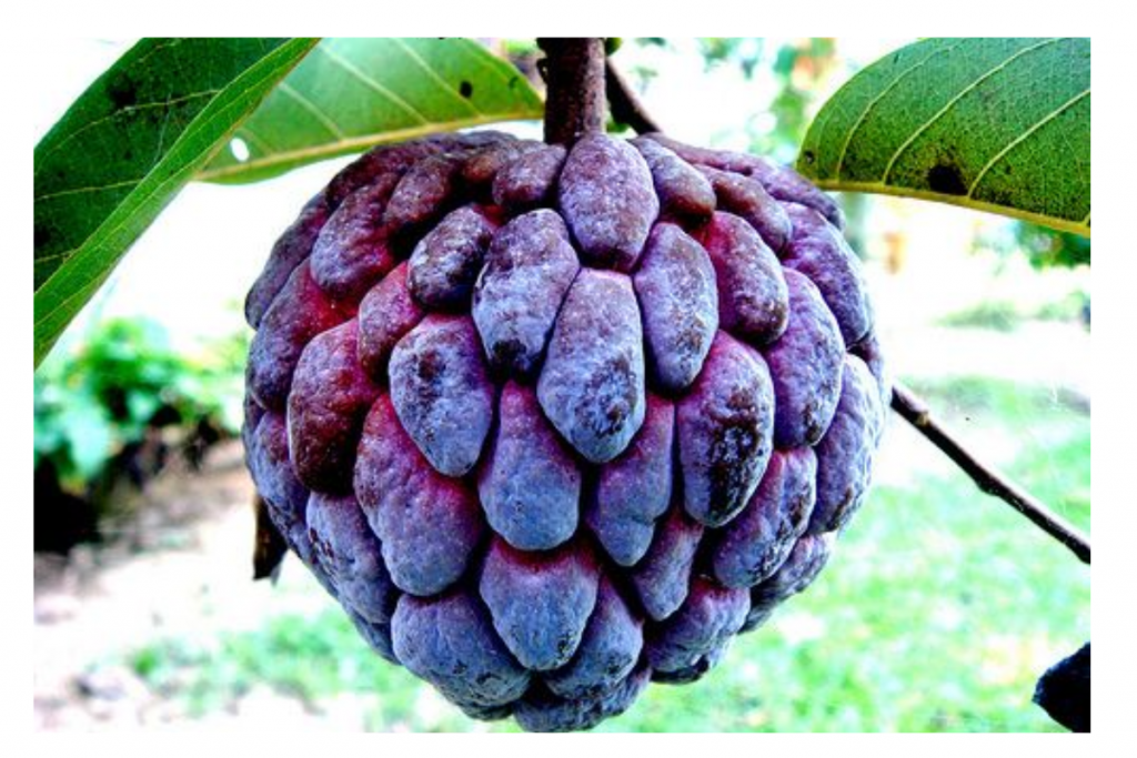 Custard Apple For Fast: व्रत में खाया जाता है यें पौष्टिक फल सीताफल, उबालकर भूंनकर कैसे भी खाया जा सकता है. 3 Custard Apple 3